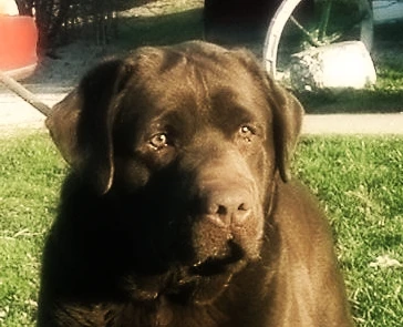 labradors/0301010457.JPG