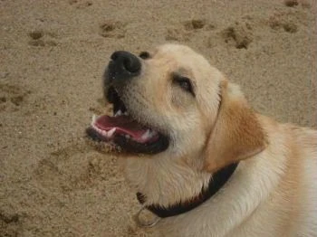 labradors/darrenandlisaandTeah.jpg