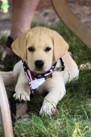 labradors/Byron4thJuly.jpg