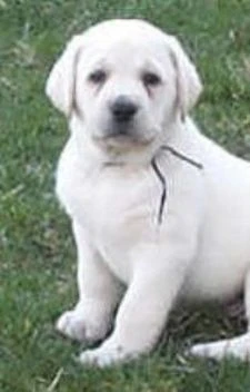 labradors/Darkblueboy.jpg