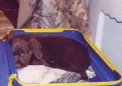 labradors/cooperartidello.jpg