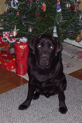labradors/cooperartidello.jpg