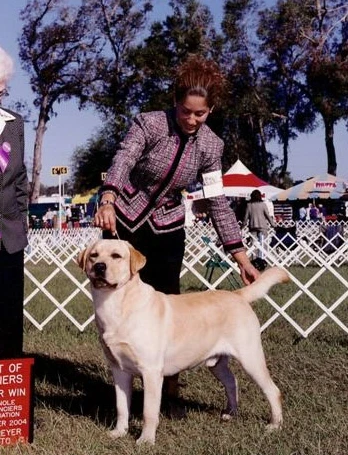 labradors/ROCKY3.jpg
