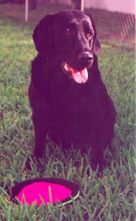 labradors/darrenandlisaandTeah.jpg