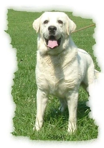 labradors/Scoutborder.jpg