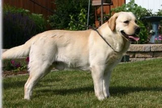 labradors/archie.JPG