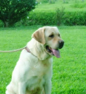 labradors/baby2.jpg