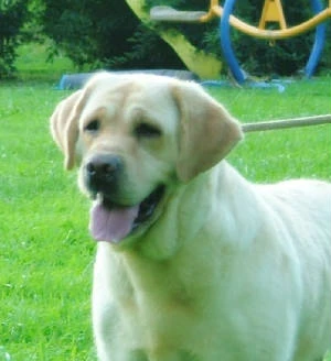 labradors/baby4.JPG.w300h328.jpg
