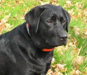 labradors/Napoleon.jpg