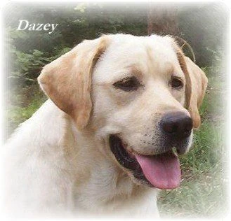 labradors/mocahgirlspage.jpg