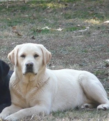 labradors/drake1.jpg