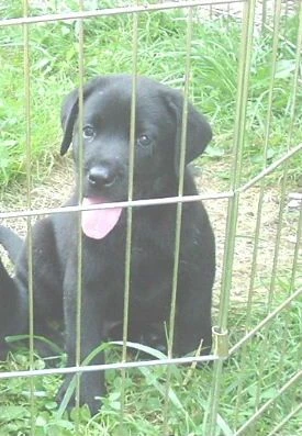 labradors/tallypups2.JPG