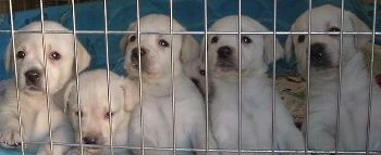 labradors/gang2.jpg