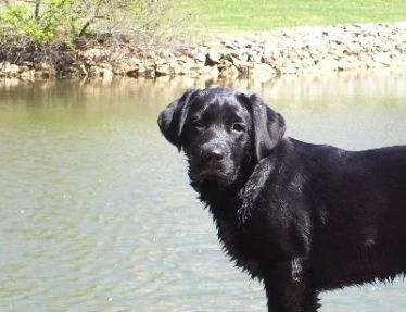 labradors/gracie1.jpg
