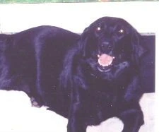 labradors/ringo.jpg
