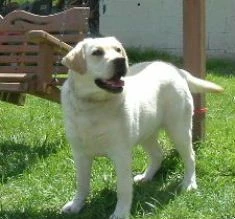 labradors/honeysite.jpg