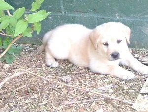 labradors/katieflowerbed.jpg