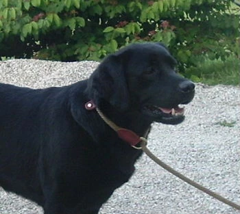 labradors/lisapic5.jpgsite.jpg