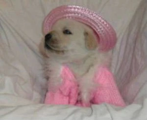 labradors/prettygal2_jpgsite.jpg
