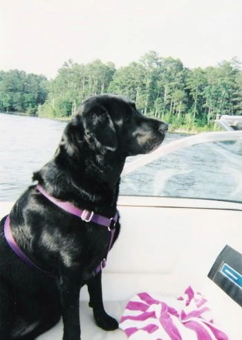 labradors/darrenandlisaandTeah.jpg