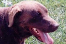 labradors/ringo.jpg