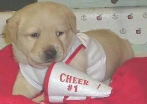 labradors/savannahsite.jpg