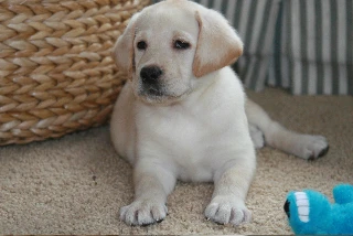 labradors/Sconey.jpg