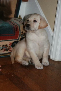 labradors/Sconey.jpg