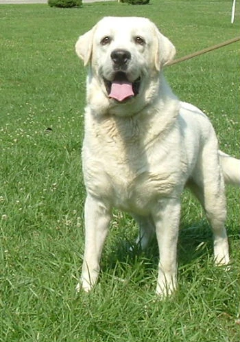 labradors/scoutboyspag33.jpg