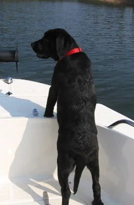 labradors/KatieandaspenFL.jpg