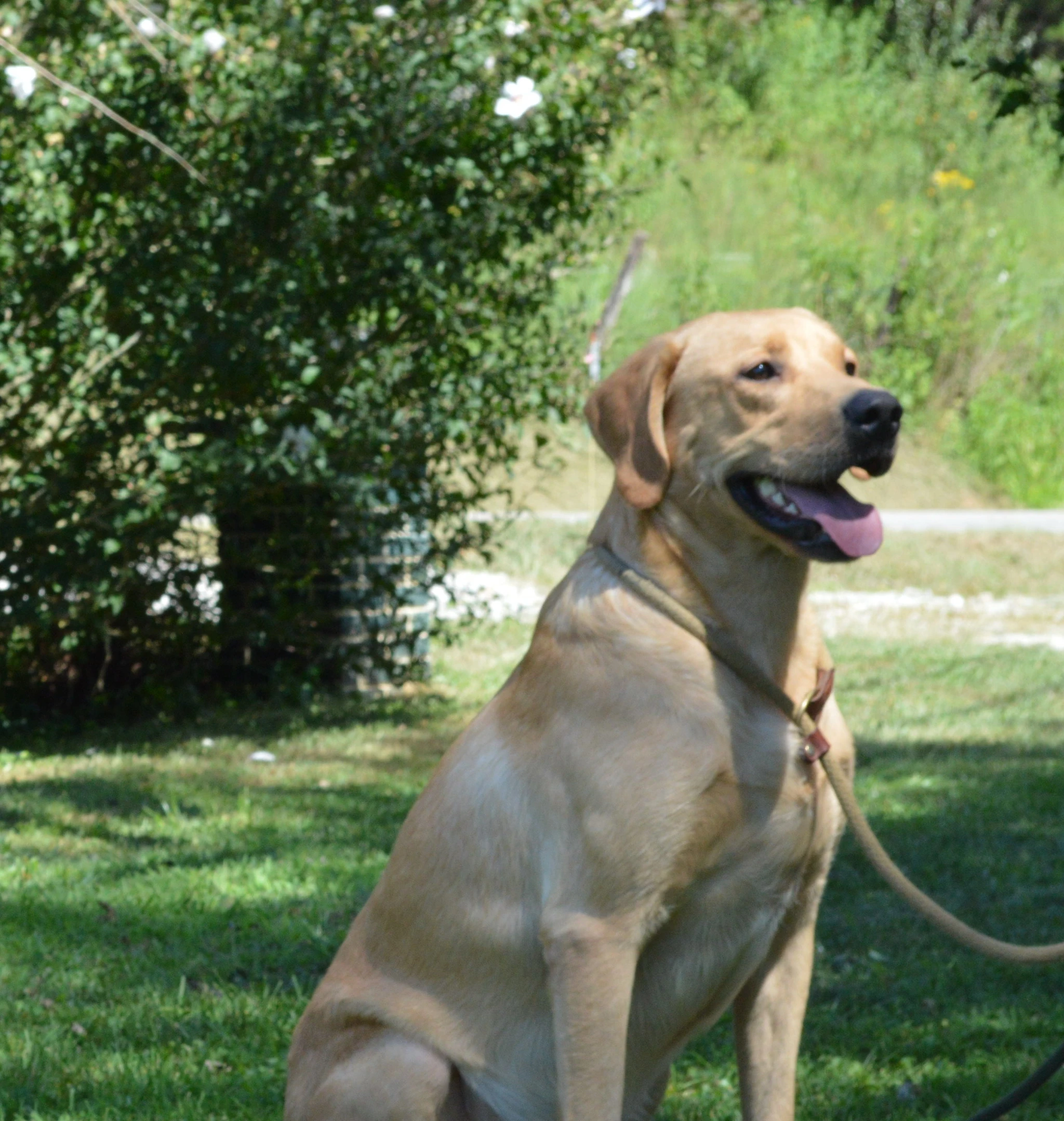 labradors/shiloh1site.JPG