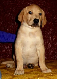 labradors/shiloh2.JPG