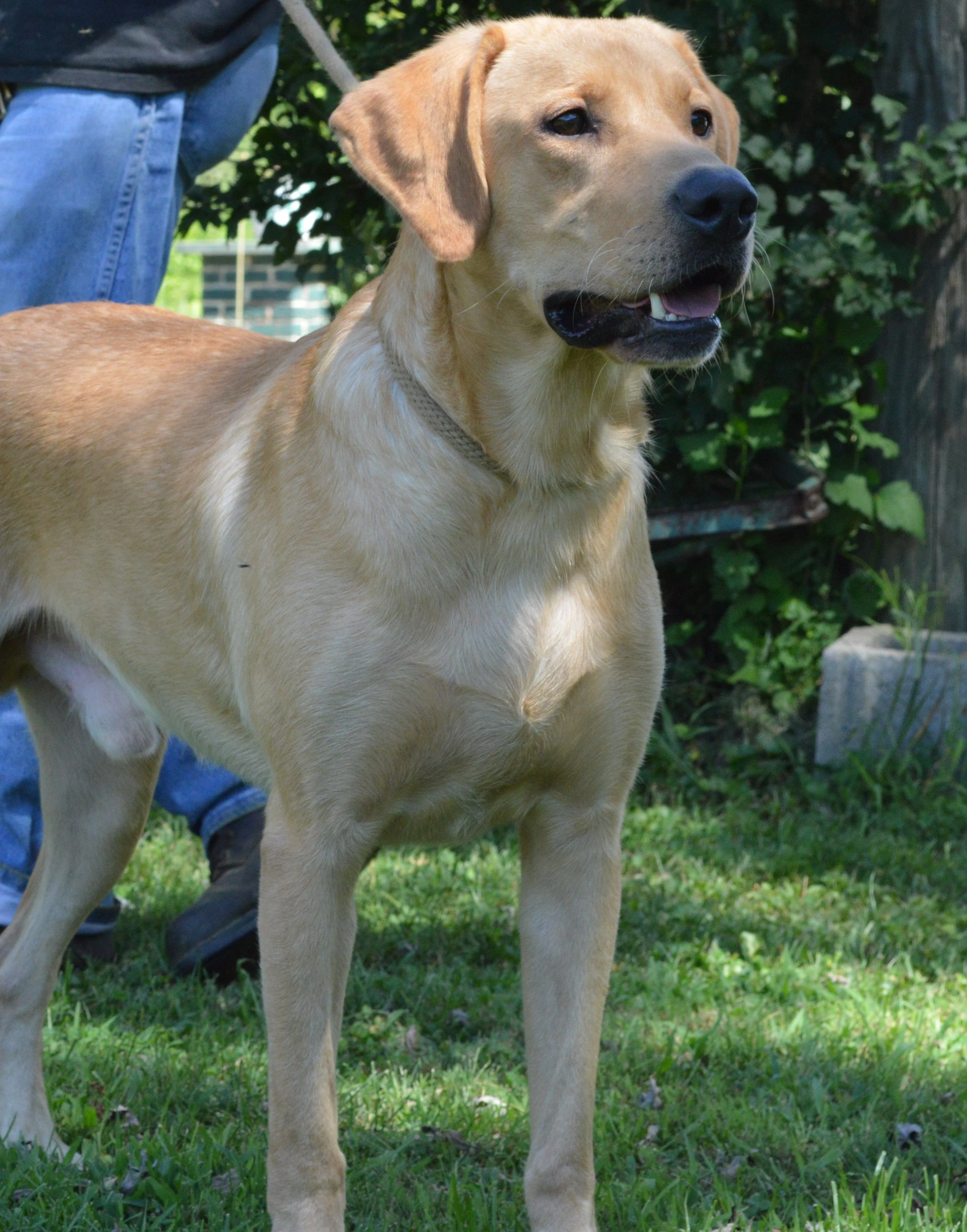 labradors/shiloh2site.JPG