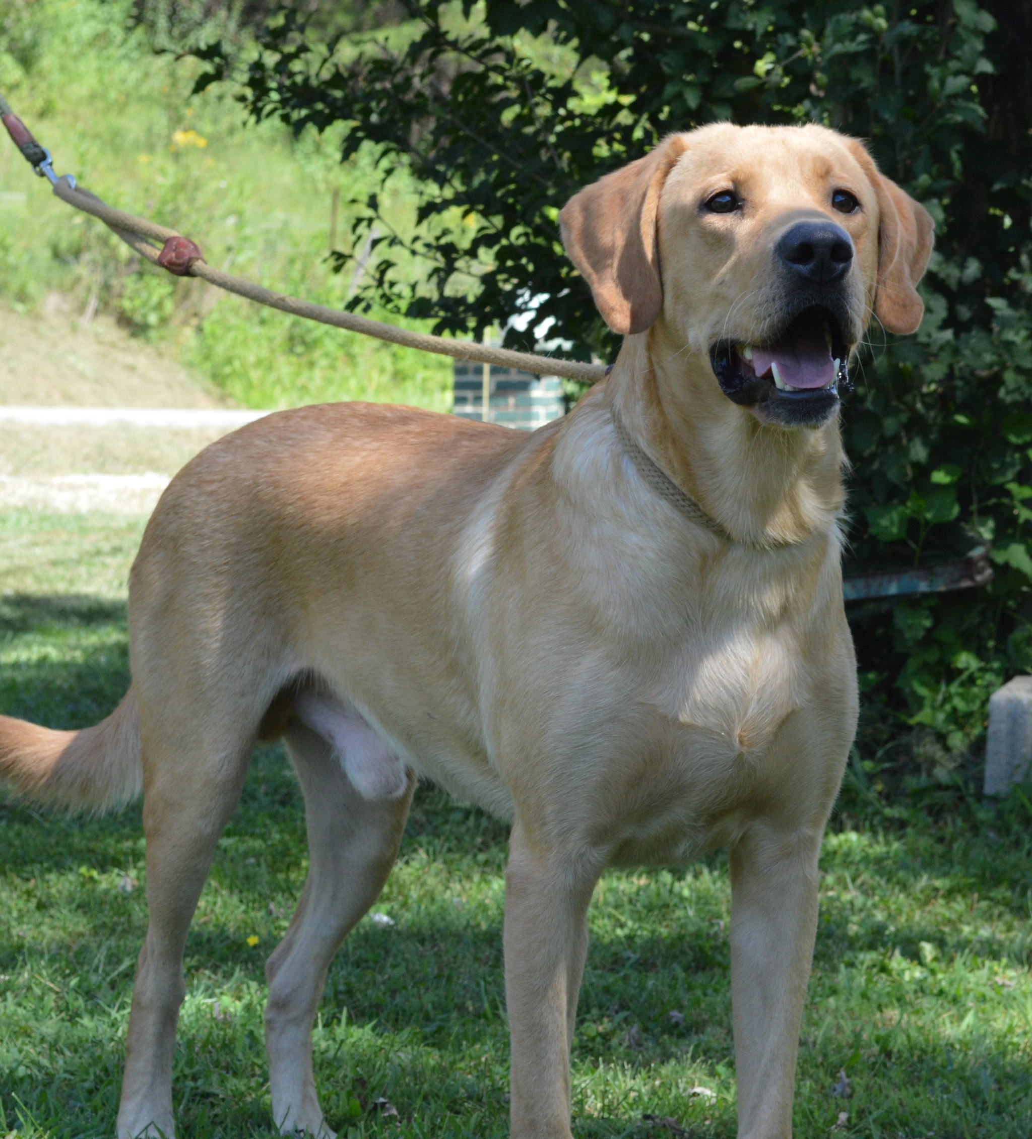 labradors/shiloh5site.JPG