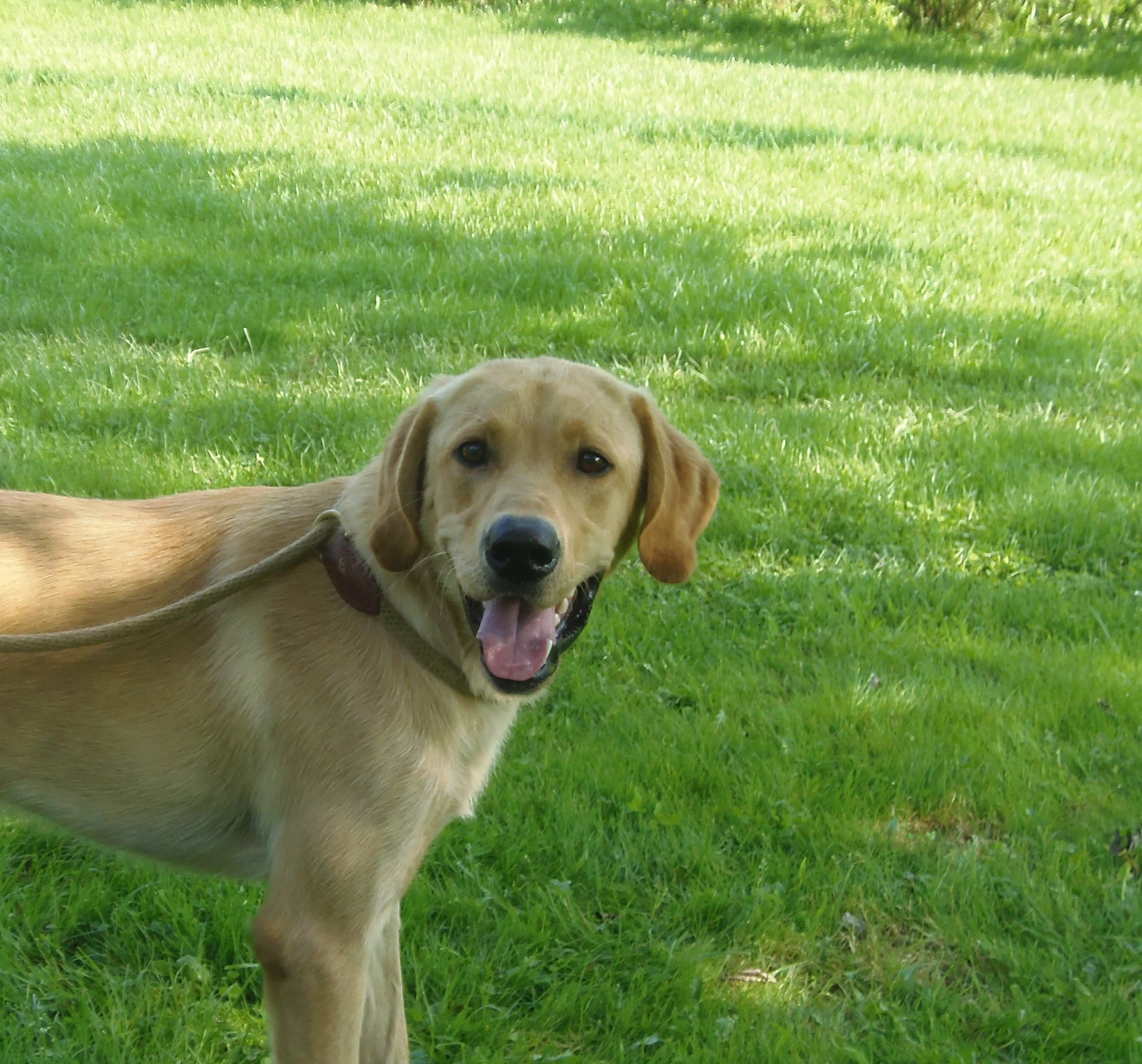 labradors/shiloh88.JPG