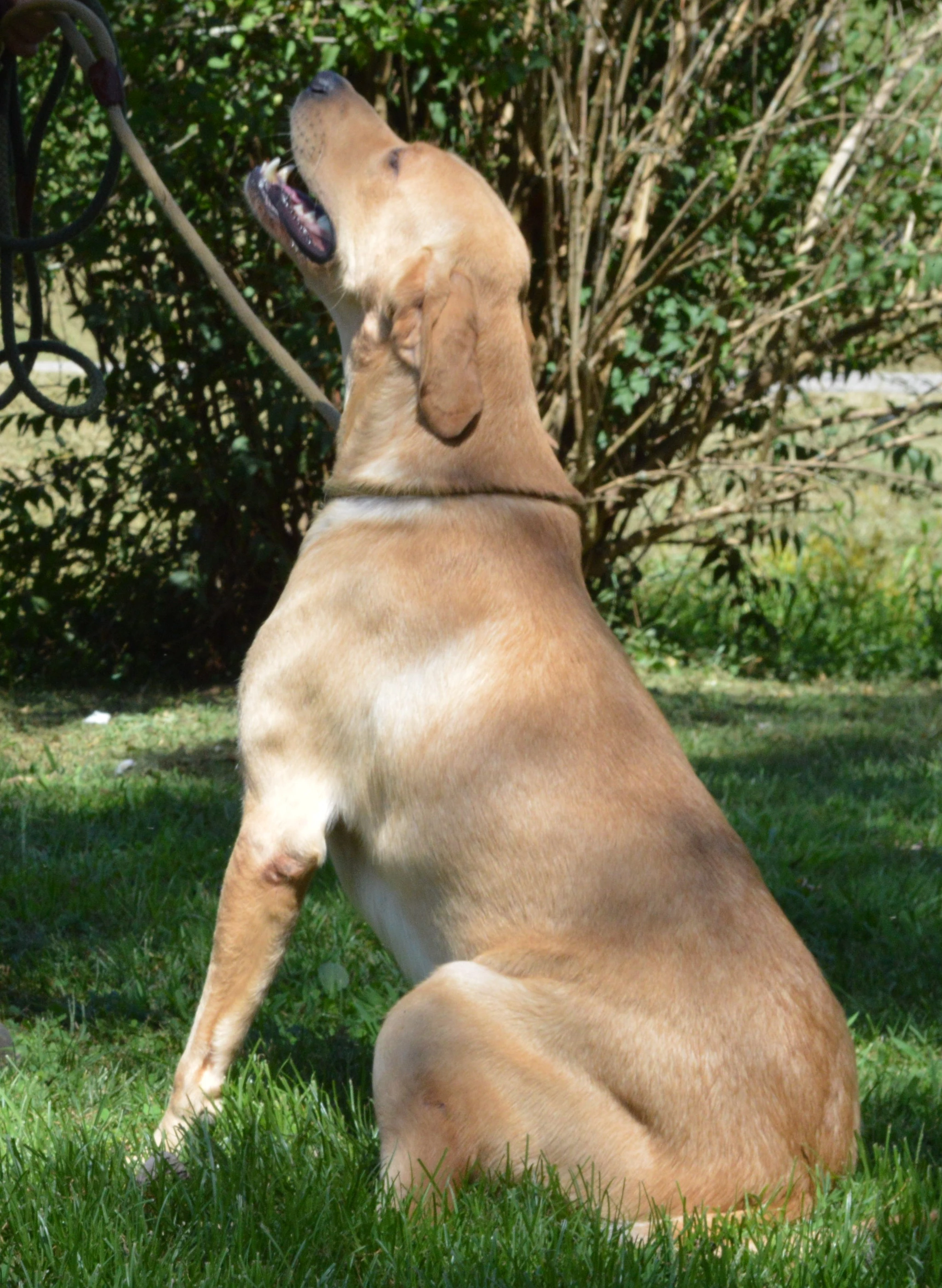 labradors/shiloh8site.JPG