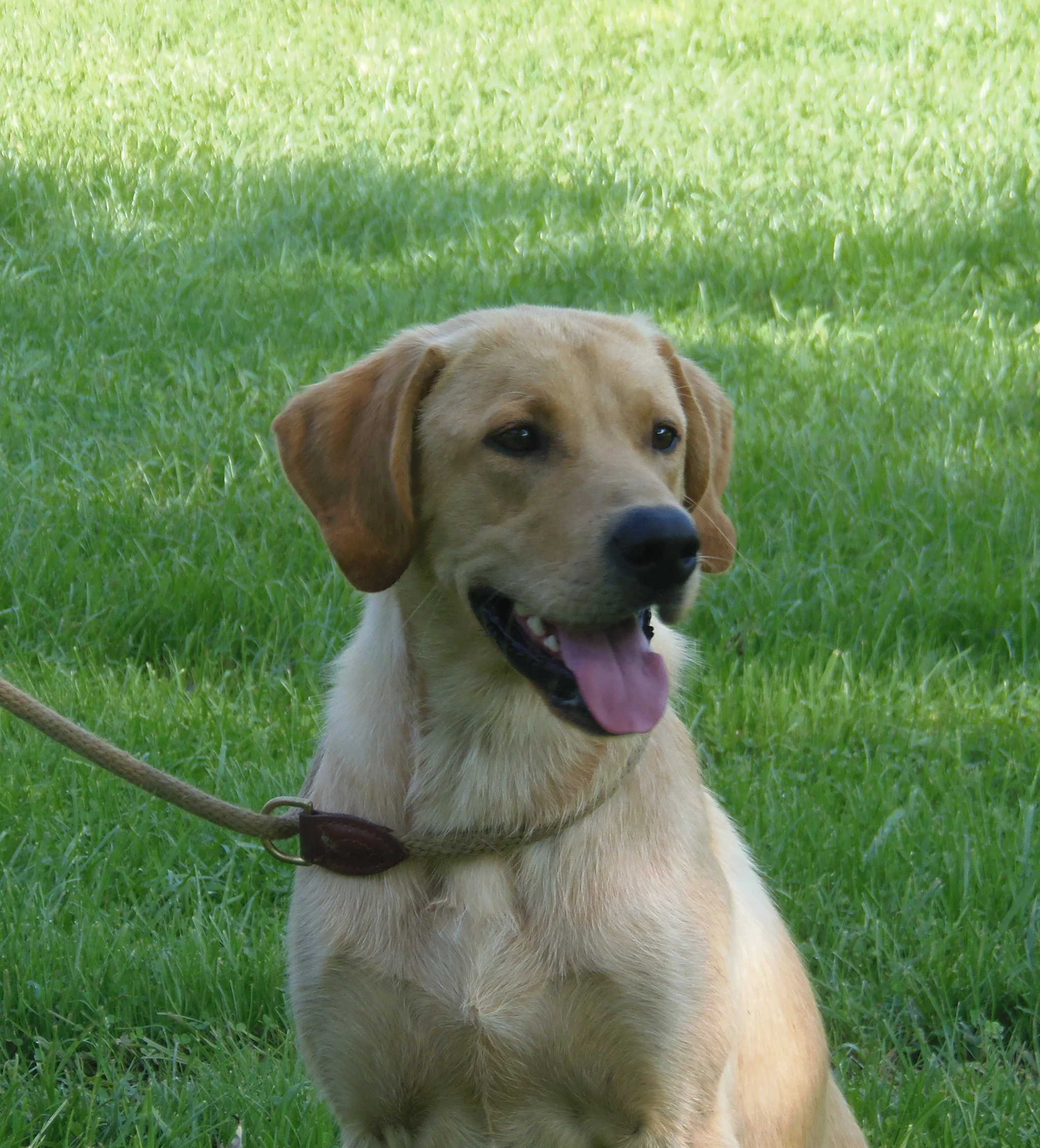 labradors/shilohLillypics37.JPG
