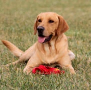 labradors/shilohsire.jpg