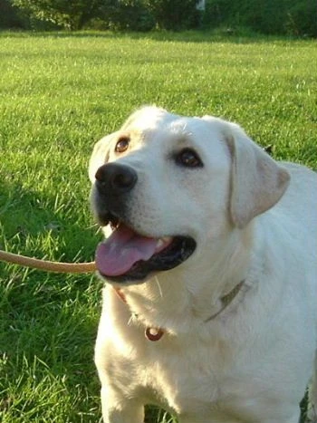 labradors/mocahgirlspage.jpg