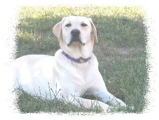 labradors/tally4.jpg